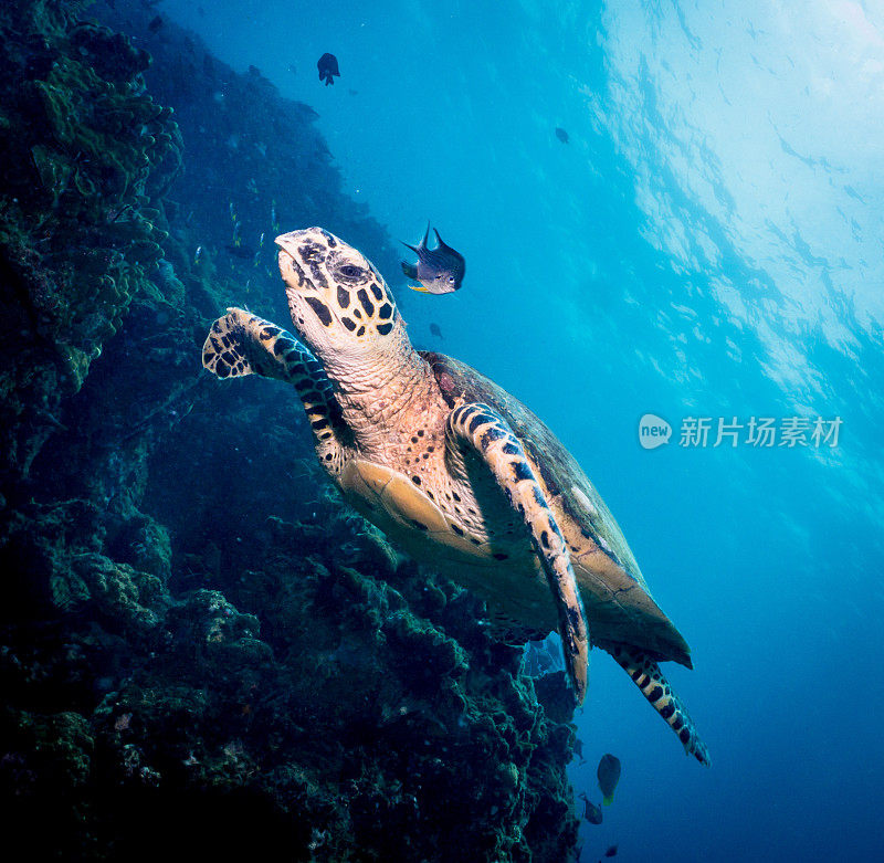 动物行为:极度濒危物种玳瑁海龟(Eretmochelys imbricata)